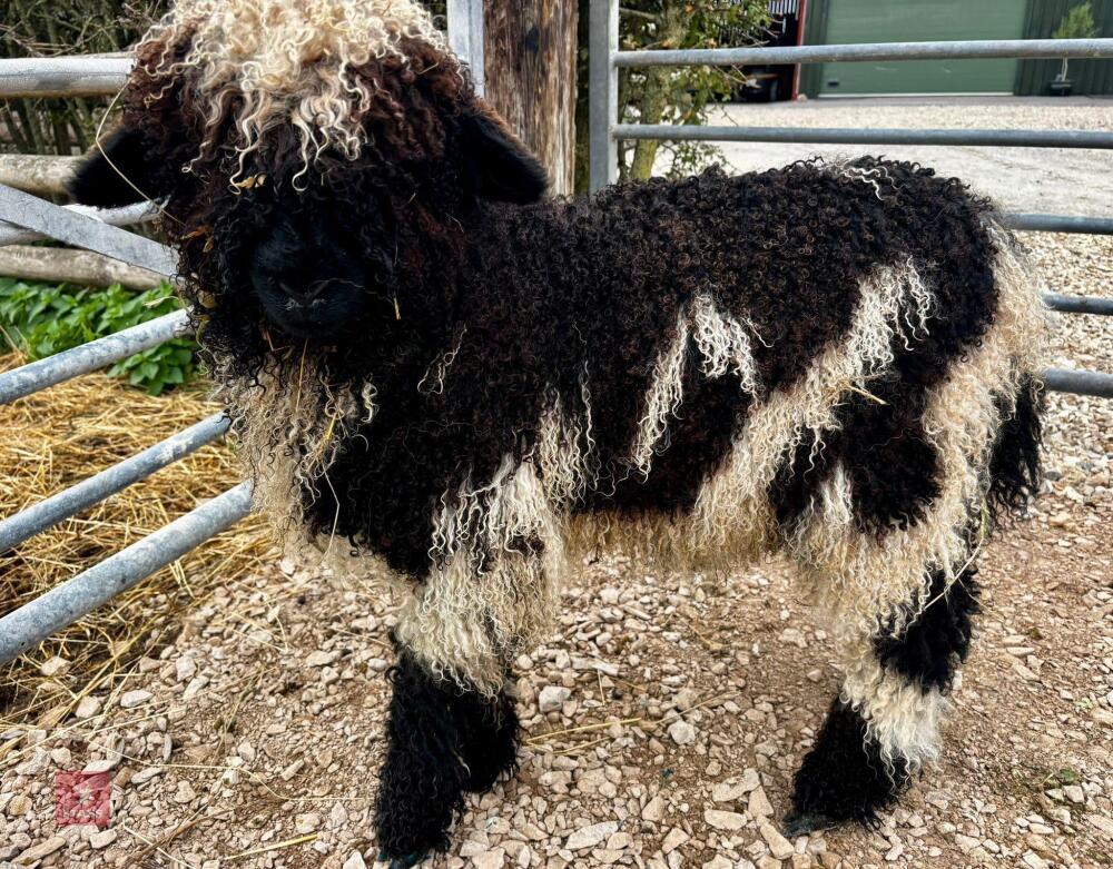 VALAIS EWE LAMB