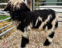VALAIS EWE LAMB