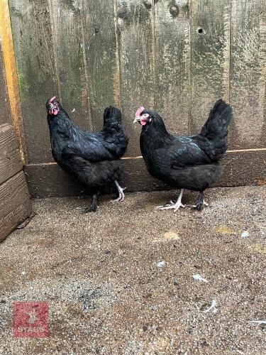 2 FRENCH COPPER MARAN HYBRID POL PULLETS - BIDS PER LIFE