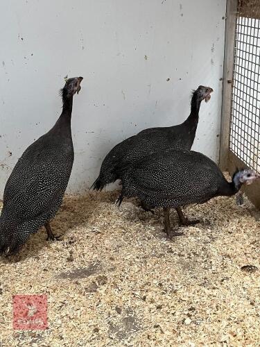 3 UNSEXED GUINEA FOWL CHICKS - BIDS PER LIFE