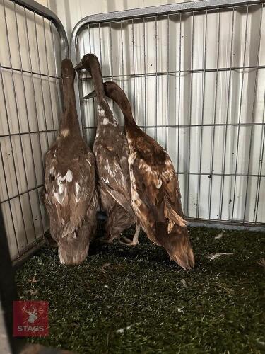3 FEMALE CHOCOLATE & WHITE INDIAN RUNNER - BIDS PER LIFE