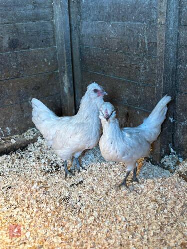 2 ARAUCANA PULLETS & 1 LAVENDER COCKEREL - BIDS PER LIFE