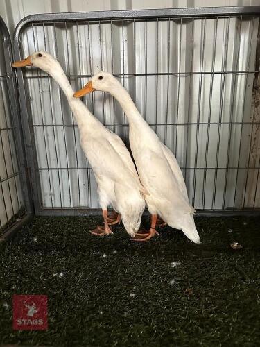 PAIR OF WHITE INDIAN RUNNER DUCKS - BIDS PER LIFE