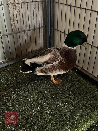 1 ABACOT CALL DUCK DRAKE