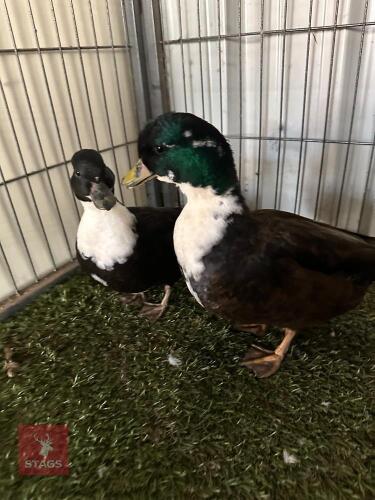 PAIR OF BLACK BIBBED CALL DUCKS - BIDS PER LIFE