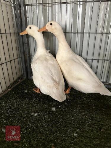 2 FEMALE CHERRY VALLEY POL DUCKS - BIDS PER LIFE