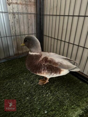 BUTTERSCOTCH CALL DUCK DRAKE