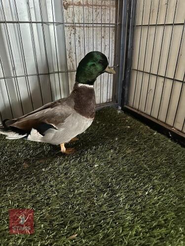 1 MALLARD CALL DUCK DRAKE