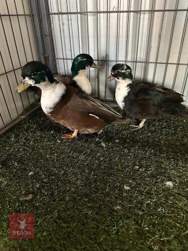 3 BLACK BIBBED DRAKE CALL DUCKS - BIDS PER LIFE