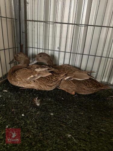 2 FEMALE KHAKI CAMPBELL POL DUCKS - BIDS PER LIFE