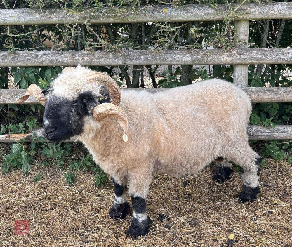 3YO VALAIS BLACKNOSE RAM