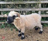 3YO VALAIS BLACKNOSE RAM