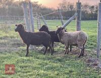 3 X 3YO SHETLAND EWES - BIDS PER LIFE