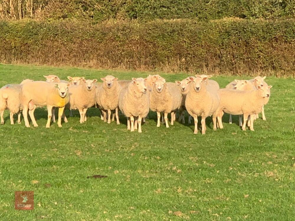 16 X 4T TEXEL X EWES - BIDS PER LIFE