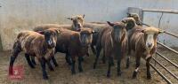 7 X 2T POLLED DORSET X JACOB EWES - BIDS PER LIFE