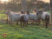 6 SHETLAND EWES - BIDS PER LIFE