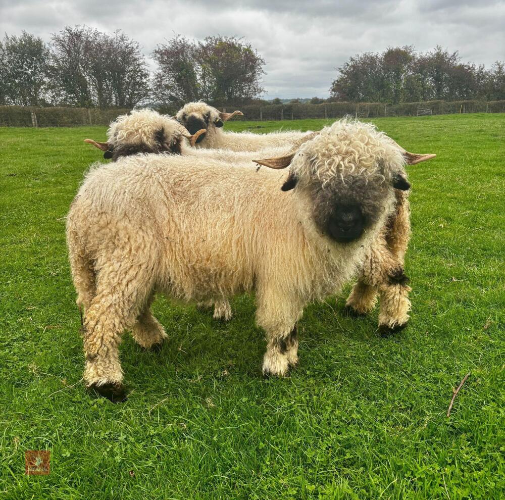6 VALAIS BLACK NOSE EWES - BIDS PER LIFE