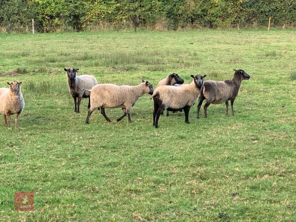 6 SHETLAND EWES - BIDS PER LIFE