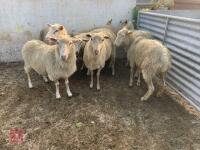 7 WHITE FACE EWES - BIDS PER LIFE