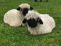 4 VALAIS BLACK NOSE EWE LAMBS - BIDS PER LIFE