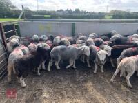 30 HERDWICK EWES - BIDS PER LIFE