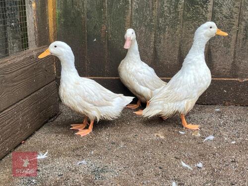 3 CHERRY VALLEY POL DUCKS - BIDS PER LIFE