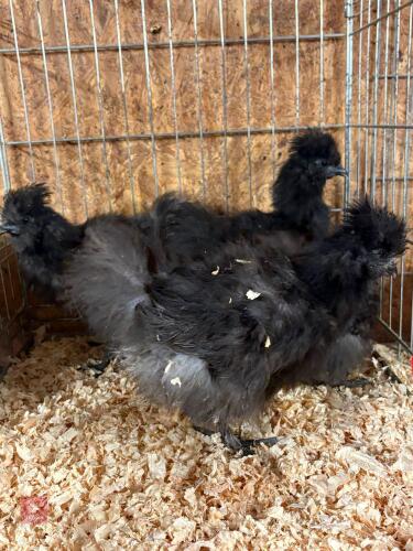 4 UNSEXED BLACK SILKIE CHICKS - BIDS PER LIFE