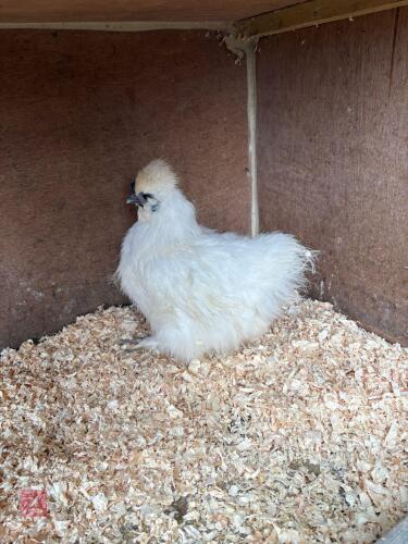 4MO LIGHT SILKIE HEN