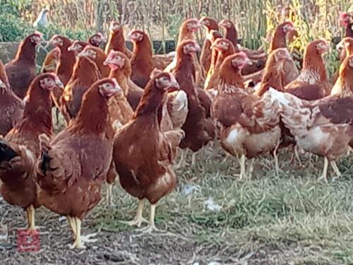 6 LOHMANN BROWN HYBRID POL PULLETS - BIDS PER LIFE