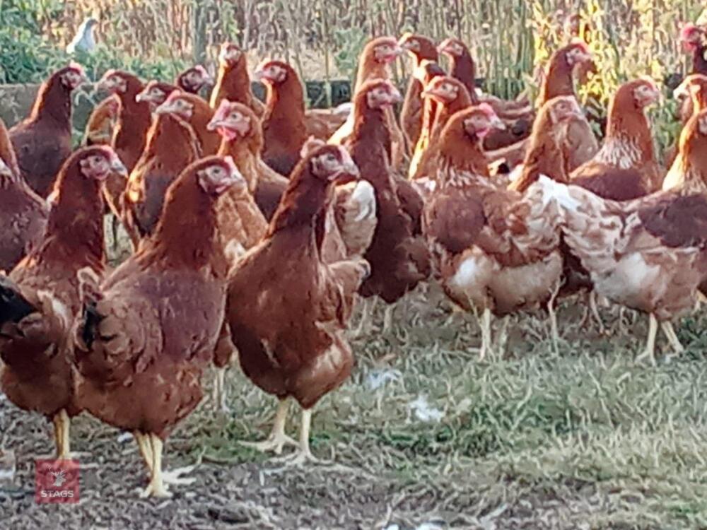 6 LOHMANN BROWN HYBRID POL PULLETS - BIDS PER LIFE