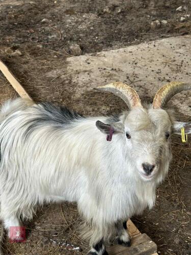 2 MALE PYGMY GOATS - BIDS PER LIFE