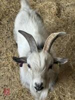 2 MALE PYGMY GOATS - BIDS PER LIFE - 2