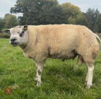 SHEARLING BELTEX RAM