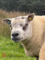 SHEARLING BELTEX RAM - 2