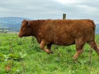 17MO SOUTH DEVON HEIFER (330) - 3