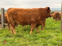 17MO SOUTH DEVON HEIFER (330) - 5