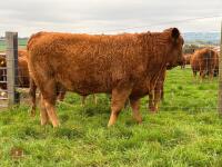 17MO SOUTH DEVON HEIFER (330) - 6