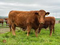 17MO SOUTH DEVON HEIFER (330) - 8