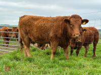 17MO SOUTH DEVON HEIFER (330) - 10