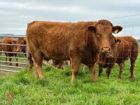 17MO SOUTH DEVON HEIFER (330) - 11