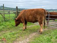 17MO SOUTH DEVON HEIFER (330) - 12