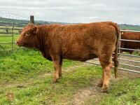 17MO SOUTH DEVON HEIFER (330) - 13