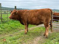 17MO SOUTH DEVON HEIFER (330) - 14