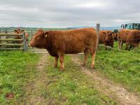 17MO SOUTH DEVON HEIFER (330) - 15