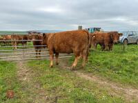 17MO SOUTH DEVON HEIFER (330) - 16