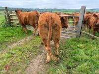 17MO SOUTH DEVON HEIFER (330) - 17