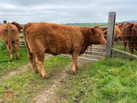 17MO SOUTH DEVON HEIFER (330) - 18
