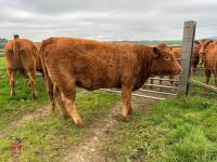 17MO SOUTH DEVON HEIFER (330) - 19
