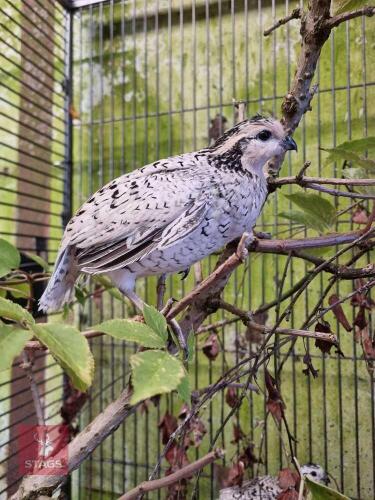 PAIR OF SNOWFLAKE BOBWHITE QUAILS - BIDS PER LIFE