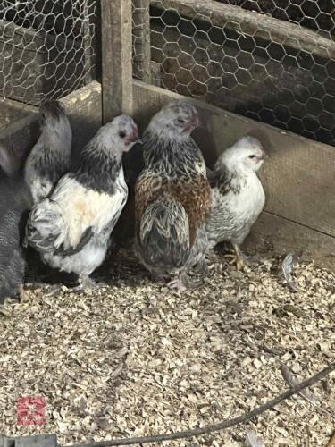 4 SILKIE X WYANDOTTES - BIDS PER LIFE